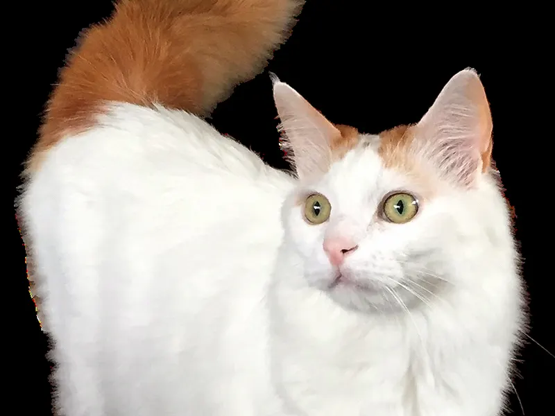 Turkish Van cat